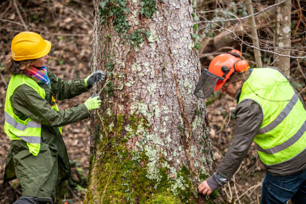 How Our Tree Care Process Works  in  Willow, AK